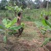 carrying seedlings to the prepared dug holes